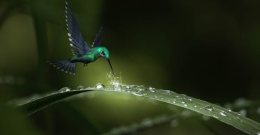 colibri yuyan terrassa